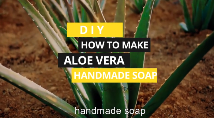 How to Make Aloe Vera Handmade Soap – Planet Impact Academy